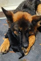 Miss Orange , a female German Shepherd Dog for sale in Chesapeake, VA – 3 of 8