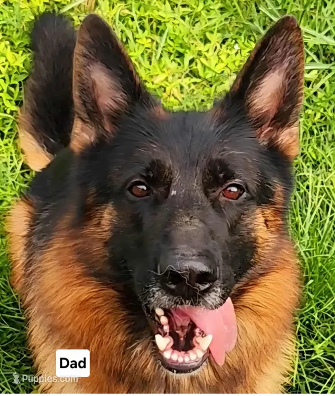 Miss Yellow  – German Shepherd Dog puppy for sale in Chesapeake, VA