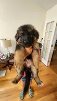 Miss Yellow , a female German Shepherd Dog for sale in Chesapeake, VA – 8 of 10