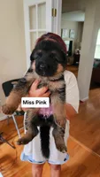 Miss Pink , a female German Shepherd Dog for sale in Chesapeake, VA – 3 of 4