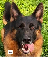 Miss Orange , a female German Shepherd Dog for sale in Chesapeake, VA – 7 of 8
