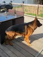 Miss. Yellow , a female German Shepherd Dog for sale in Chesapeake, VA – 9 of 10