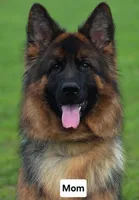 Miss Orange , a female German Shepherd Dog for sale in Chesapeake, VA – 5 of 8