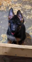 Miss Orange , a female German Shepherd Dog for sale in Chesapeake, VA – 2 of 9