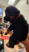 Mr. Brown , a male German Shepherd Dog for sale in Chesapeake, VA – 2 of 5