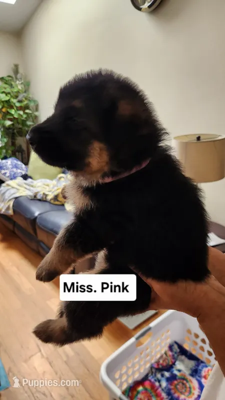 Miss Pink , a female German Shepherd Dog for sale in Chesapeake, VA – 1 of 4