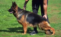 Miss. Yellow , a female German Shepherd Dog for sale in Chesapeake, VA – 7 of 10