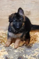 Miss Yellow , a female German Shepherd Dog for sale in Chesapeake, VA – 1 of 10