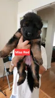 Mr. Brown , a male German Shepherd Dog for sale in Chesapeake, VA – 3 of 5