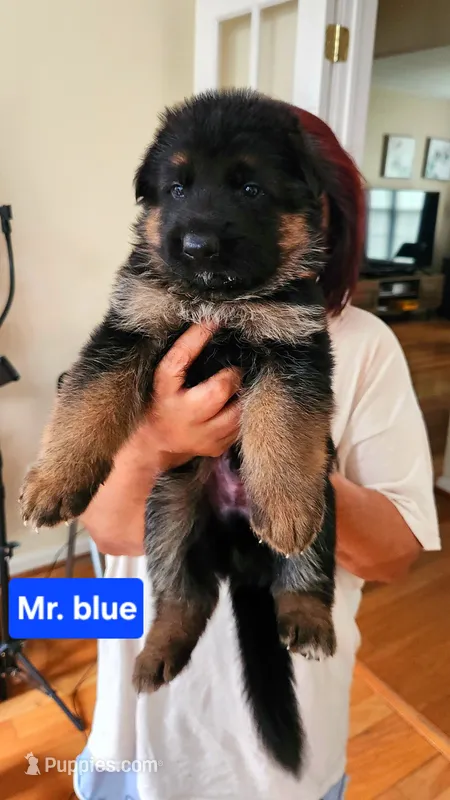 Mr. Blue  – German Shepherd Dog puppy for sale in Chesapeake, VA