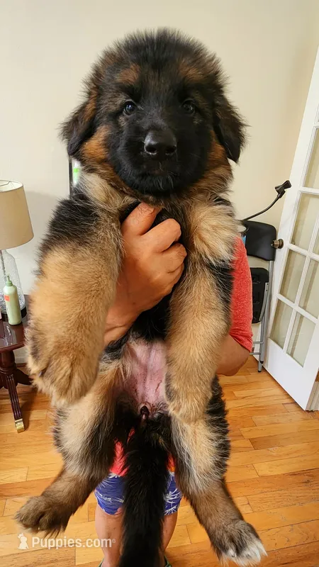 Miss Yellow  – German Shepherd Dog puppy for sale in Chesapeake, VA