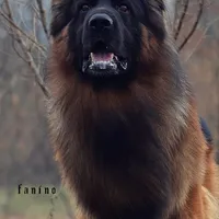 AKC Mr.Orange, a male German Shepherd Dog for sale in Chesapeake, VA – 7 of 10
