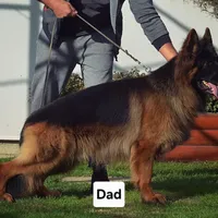 AKC Mr.Orange, a male German Shepherd Dog for sale in Chesapeake, VA – 6 of 10
