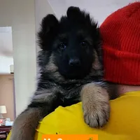 AKC Mr.Orange, a male German Shepherd Dog for sale in Chesapeake, VA – 2 of 10