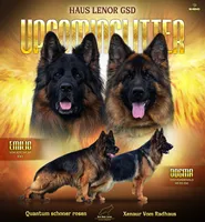 AKC Mr.Orange, a male German Shepherd Dog for sale in Chesapeake, VA – Photo 10 of 10