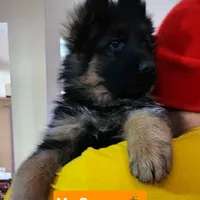 AKC Mr.Orange, a male German Shepherd Dog for sale in Chesapeake, VA – 3 of 10