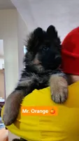 AKC Mr.Orange, a male German Shepherd Dog for sale in Chesapeake, VA – Photo 3 of 10