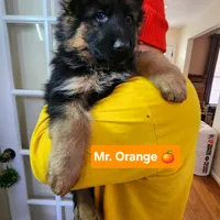 AKC Mr.Orange, a male German Shepherd Dog for sale in Chesapeake, VA – 1 of 10