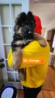 AKC Mr.Orange, a male German Shepherd Dog for sale in Chesapeake, VA – Photo 1 of 10