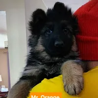 AKC Mr.Orange, a male German Shepherd Dog for sale in Chesapeake, VA – 4 of 10