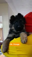 AKC Mr.Orange, a male German Shepherd Dog for sale in Chesapeake, VA – Photo 4 of 10