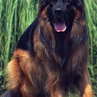 AKC Mr.Orange, a male German Shepherd Dog for sale in Chesapeake, VA – 8 of 10