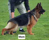 AKC Mr.Orange, a male German Shepherd Dog for sale in Chesapeake, VA – Photo 9 of 10