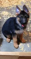 Miss Pink , a female German Shepherd Dog for sale in Chesapeake, VA – 1 of 6