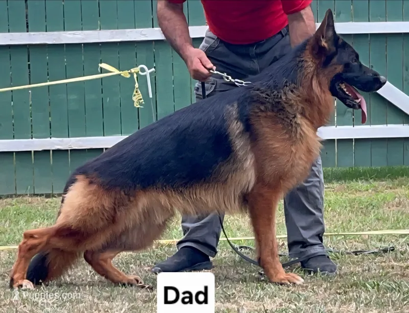 Miss Pink  – German Shepherd Dog puppy for sale in Chesapeake, VA