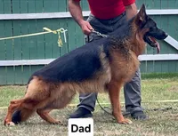 Miss Pink , a female German Shepherd Dog for sale in Chesapeake, VA – 4 of 4