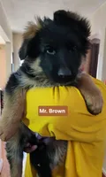 AKC Mr.Brown, a male German Shepherd Dog for sale in Chesapeake, VA – Photo 2 of 10