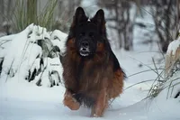 AKC Mr.Brown, a male German Shepherd Dog for sale in Chesapeake, VA – Photo 8 of 10