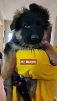 AKC Mr.Brown, a male German Shepherd Dog for sale in Chesapeake, VA – Photo 3 of 10