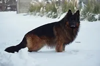 AKC Mr.Brown, a male German Shepherd Dog for sale in Chesapeake, VA – Photo 7 of 10