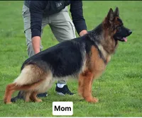 Miss Pink , a female German Shepherd Dog for sale in Chesapeake, VA – 2 of 4