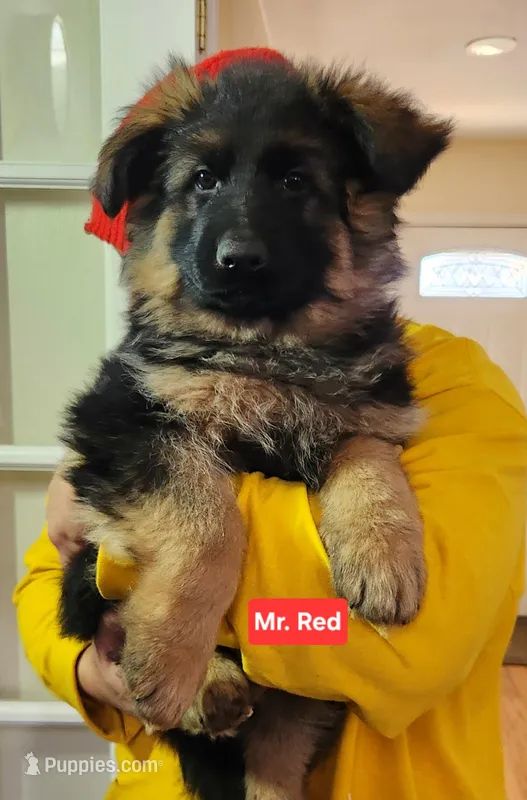 AKC Mr. Red