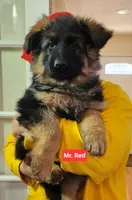 AKC Mr. Red, a male German Shepherd Dog for sale in Chesapeake, VA – Photo 1 of 10