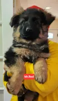 AKC Mr. Red, a male German Shepherd Dog for sale in Chesapeake, VA – Photo 4 of 10