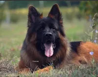 AKC Mr. Red, a male German Shepherd Dog for sale in Chesapeake, VA – Photo 6 of 10