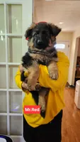 AKC Mr. Red, a male German Shepherd Dog for sale in Chesapeake, VA – Photo 9 of 10