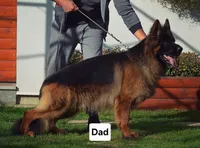 AKC Mr. Red, a male German Shepherd Dog for sale in Chesapeake, VA – Photo 2 of 10