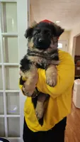 AKC Mr. Red, a male German Shepherd Dog for sale in Chesapeake, VA – Photo 10 of 10
