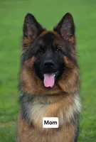 AKC Mr. Red, a male German Shepherd Dog for sale in Chesapeake, VA – Photo 3 of 10