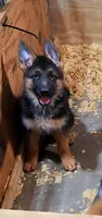 Miss Pink , a female German Shepherd Dog for sale in Chesapeake, VA – 2 of 6