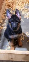 Miss Orange , a female German Shepherd Dog for sale in Chesapeake, VA – 3 of 9