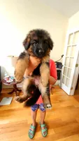 Miss Yellow , a female German Shepherd Dog for sale in Chesapeake, VA – 9 of 10