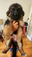 Miss Yellow , a female German Shepherd Dog for sale in Chesapeake, VA – 10 of 10