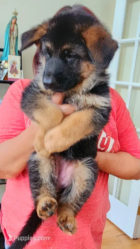 Miss Pink  – German Shepherd Dog puppy for sale in Chesapeake, VA