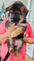 Miss Pink , a female German Shepherd Dog for sale in Chesapeake, VA – 3 of 6