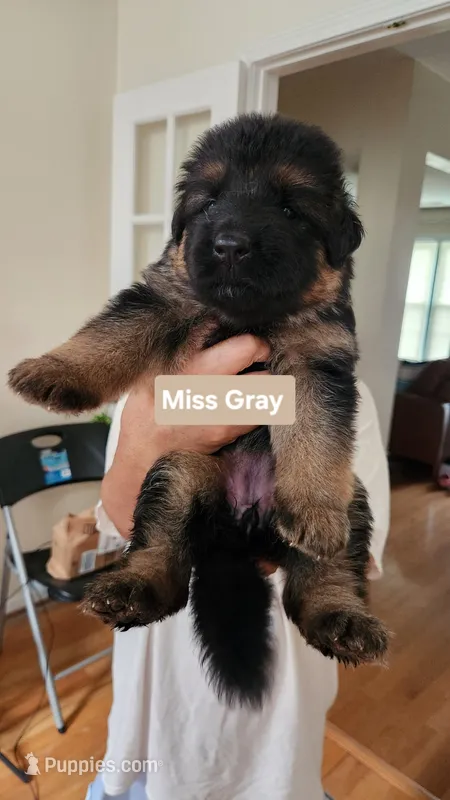 Miss Gray , a female German Shepherd Dog for sale in Chesapeake, VA – 1 of 5